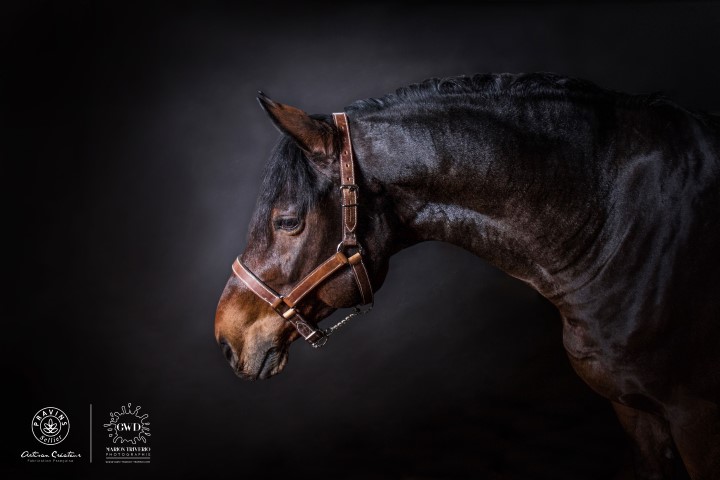 High quality leather halter – Image 5
